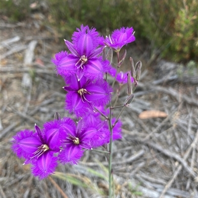 Thysanotus (Genus) at Karabar, NSW - Today by Youspy