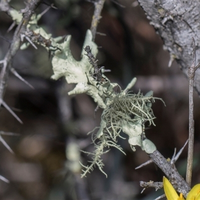 Usnea sp. (genus) at Campbell, ACT - 18 Nov 2025 by AlisonMilton