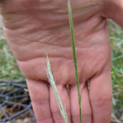 Unverified Grass at Hackett, ACT - Today by WalterEgo