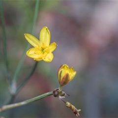 Tricoryne elatior at Campbell, ACT - 18 Nov 2025 by AlisonMilton