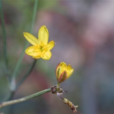 Tricoryne elatior at Campbell, ACT - 18 Nov 2025 by AlisonMilton