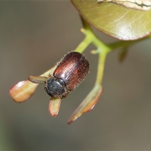 Unverified Scarab beetle (Scarabaeidae) at Campbell, ACT - 19 Nov 2025 by AlisonMilton