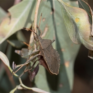 Amorbus rubiginosus (A Eucalyptus Tip Bug) at Campbell, ACT - 19 Nov 2025 by AlisonMilton