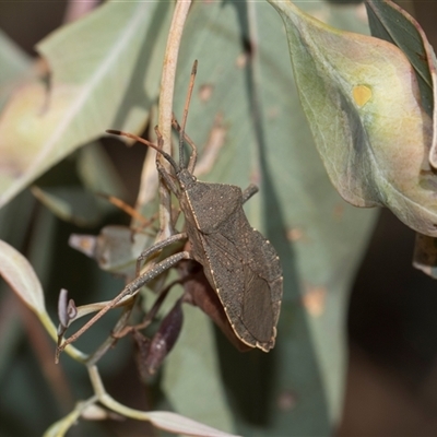 Amorbus rubiginosus (A Eucalyptus Tip Bug) at Campbell, ACT - 19 Nov 2025 by AlisonMilton