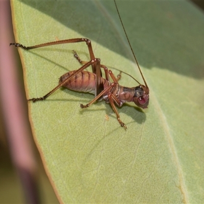 Torbia viridissima at Campbell, ACT - 19 Nov 2025 by AlisonMilton