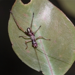 Torbia viridissima (Gum Leaf Katydid) at Campbell, ACT - 19 Nov 2025 by AlisonMilton