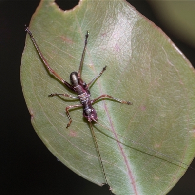 Torbia viridissima (Gum Leaf Katydid) at Campbell, ACT - 19 Nov 2025 by AlisonMilton