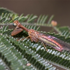 Campion cruciferus at Campbell, ACT - 19 Nov 2025 by AlisonMilton