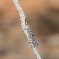 Bandidus canifrons at Campbell, ACT - 19 Nov 2025 by AlisonMilton