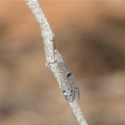 Bandidus canifrons at Campbell, ACT - 19 Nov 2025 by AlisonMilton