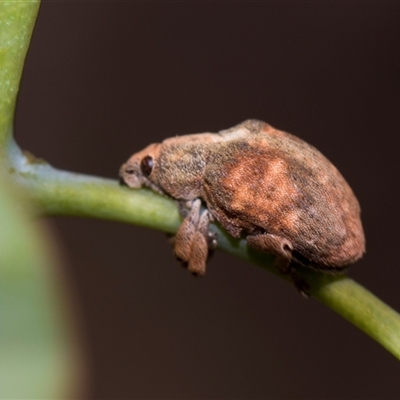 Gonipterus scutellatus (Eucalyptus snout beetle, gum tree weevil) at Campbell, ACT - 19 Nov 2025 by AlisonMilton