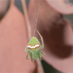 Araneus circulissparsus (species group) at Campbell, ACT - 19 Nov 2025 by AlisonMilton