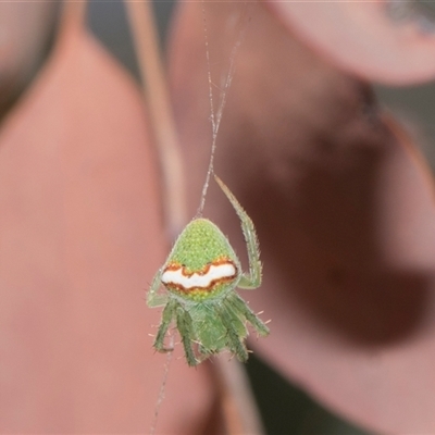 Araneus circulissparsus (species group) at Campbell, ACT - 19 Nov 2025 by AlisonMilton