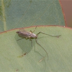 Unverified Thrips (Thysanoptera) at Campbell, ACT - 19 Nov 2025 by AlisonMilton
