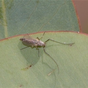 Unverified Thrips (Thysanoptera) at Campbell, ACT - 19 Nov 2025 by AlisonMilton