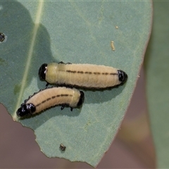 Paropsisterna cloelia (Eucalyptus variegated beetle) at Campbell, ACT - 19 Nov 2025 by AlisonMilton