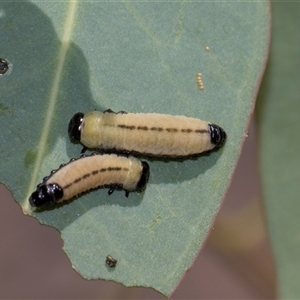 Paropsisterna cloelia (Eucalyptus variegated beetle) at Campbell, ACT - 19 Nov 2025 by AlisonMilton