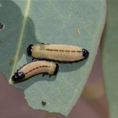 Paropsisterna cloelia (Eucalyptus variegated beetle) at Campbell, ACT - 19 Nov 2025 by AlisonMilton