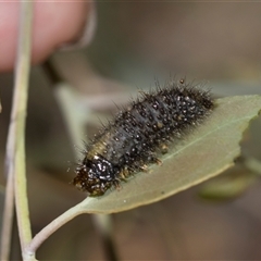Paropsisterna beata at Campbell, ACT - 19 Nov 2025 by AlisonMilton