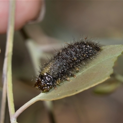 Paropsisterna beata at Campbell, ACT - 19 Nov 2025 by AlisonMilton