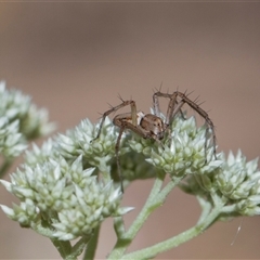 Oxyopes (genus) at Campbell, ACT - 19 Nov 2025 by AlisonMilton
