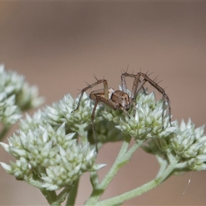 Oxyopes (genus) at Campbell, ACT - 19 Nov 2025 by AlisonMilton
