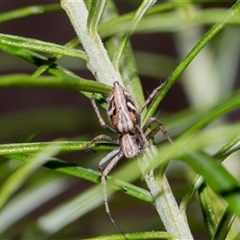 Oxyopes elegans at Campbell, ACT - 19 Nov 2025 by AlisonMilton
