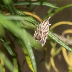 Tortricopsis aulacois at Campbell, ACT - 19 Nov 2025 by AlisonMilton