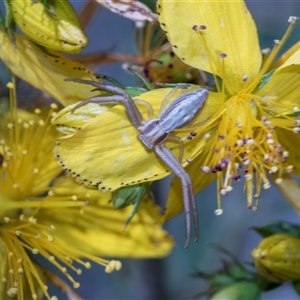 Unverified Other hunting spider at Campbell, ACT - 19 Nov 2025 by AlisonMilton