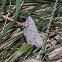 Taxeotis intextata at Campbell, ACT - 19 Nov 2025 by AlisonMilton