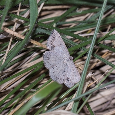 Taxeotis intextata at Campbell, ACT - 19 Nov 2025 by AlisonMilton