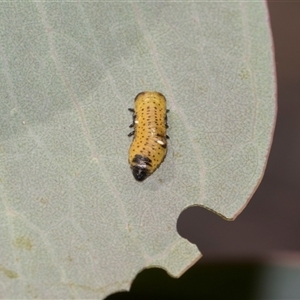 Paropsis atomaria at Campbell, ACT - 19 Nov 2025 by AlisonMilton