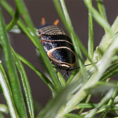 Ellipsidion australe at Campbell, ACT - 19 Nov 2025 by AlisonMilton