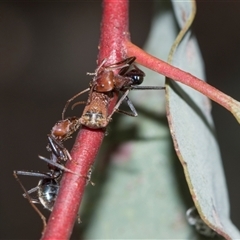 Iridomyrmex purpureus (Meat Ant) at Campbell, ACT - 19 Nov 2025 by AlisonMilton