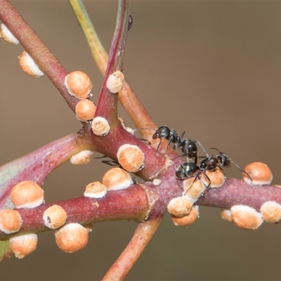 Unverified Ant (Hymenoptera, Formicidae) at Campbell, ACT - 19 Nov 2025 by AlisonMilton