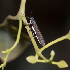 Rhinotia phoenicoptera (Belid weevil) at Campbell, ACT - 19 Nov 2025 by AlisonMilton