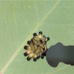 Paropsisterna sp. (genus) (A leaf beetle) at Campbell, ACT - 19 Nov 2025 by AlisonMilton