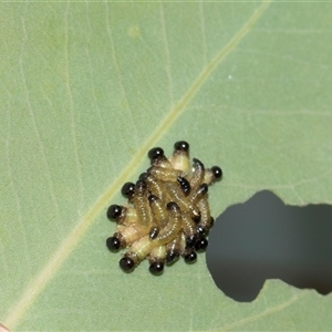 Paropsisterna sp. (genus) (A leaf beetle) at Campbell, ACT - 19 Nov 2025 by AlisonMilton