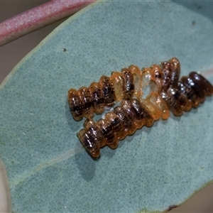 Paropsisterna sp. (genus) (A leaf beetle) at Campbell, ACT - 19 Nov 2025 by AlisonMilton
