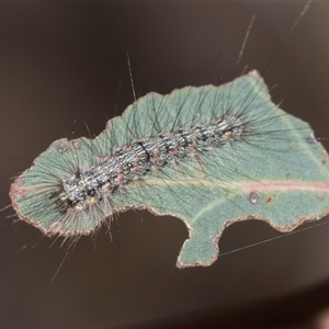 Utetheisa (genus) (A tiger moth) at Campbell, ACT - 19 Nov 2025 by AlisonMilton
