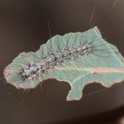 Utetheisa (genus) (A tiger moth) at Campbell, ACT - 19 Nov 2025 by AlisonMilton