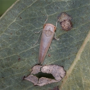 Unverified Leafhopper or planthopper (Hemiptera, several families) at Campbell, ACT - 19 Nov 2025 by AlisonMilton