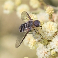 Villa sp. (genus) at Campbell, ACT - 19 Nov 2025 by AlisonMilton