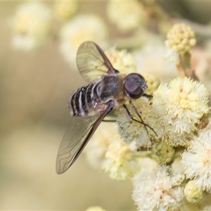 Villa sp. (genus) at Campbell, ACT - 19 Nov 2025 by AlisonMilton