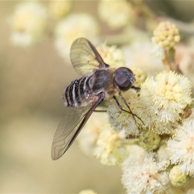 Villa sp. (genus) at Campbell, ACT - 19 Nov 2025 by AlisonMilton
