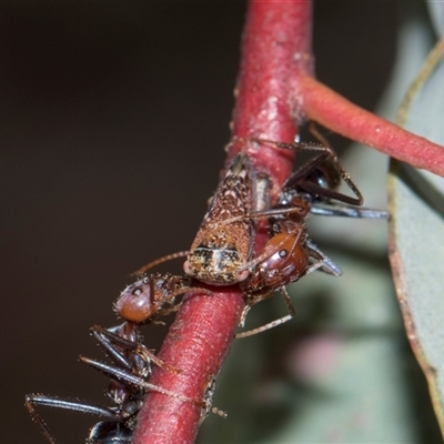 Unverified Leafhopper or planthopper (Hemiptera, several families) at Campbell, ACT - 19 Nov 2025 by AlisonMilton