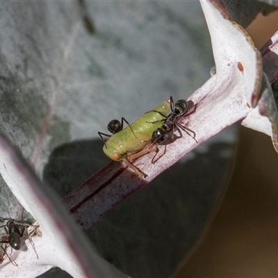Unverified Leafhopper or planthopper (Hemiptera, several families) at Campbell, ACT - 18 Nov 2025 by AlisonMilton