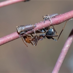 Unverified Leafhopper or planthopper (Hemiptera, several families) at Campbell, ACT - 18 Nov 2025 by AlisonMilton