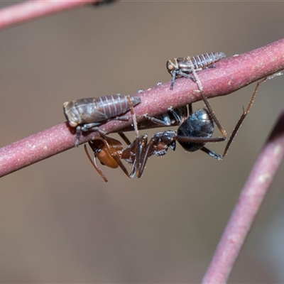 Unverified Leafhopper or planthopper (Hemiptera, several families) at Campbell, ACT - 18 Nov 2025 by AlisonMilton