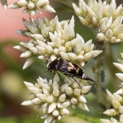 Mordella australis (Pintail or tumbling beetle) at Campbell, ACT - 19 Nov 2025 by AlisonMilton